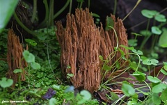 Phaeoclavulina ochracea