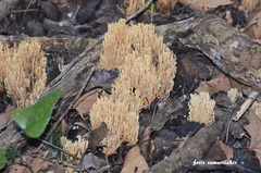 Phaeoclavulina ochracea