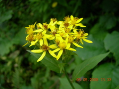 Senecio propinquus