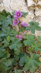 Malva sylvestris