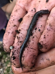 Plethodon websteri