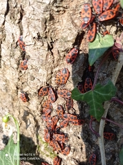 Pyrrhocoris apterus