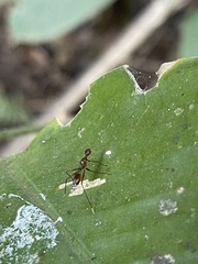 Glyphodera