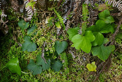 Hedera azorica