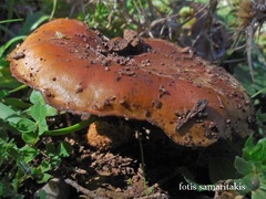 Pholiota highlandensis