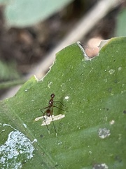 Glyphodera