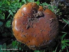 Pholiota highlandensis