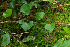 Hedera azorica