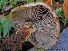 Pholiota highlandensis