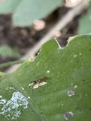 Glyphodera