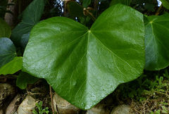 Hedera azorica