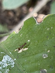 Glyphodera