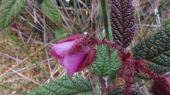 Rubus acanthophyllos