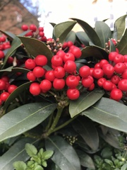 Skimmia