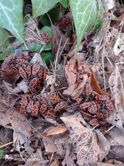 Pyrrhocoris apterus