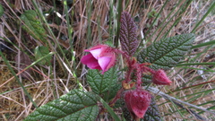 Rubus acanthophyllos
