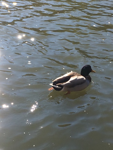 Mallard photographed in Illinois