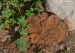 Pisolithus albus