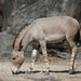 Equus africanus somaliensis - Photo (c) cuatrok77, algunos derechos reservados (CC BY-SA)