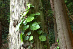 Hedera azorica