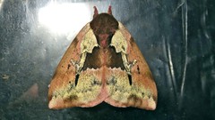 Dirphiopsis multicolor