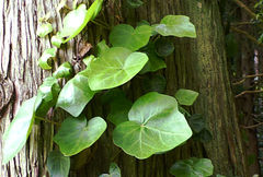 Hedera azorica