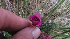 Rubus acanthophyllos