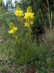 Bulbine lagopus