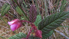 Rubus acanthophyllos