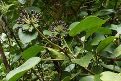 Hedera azorica