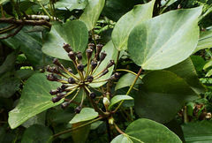 Hedera azorica