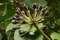 Hedera azorica
