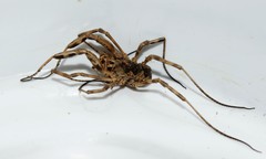 Graecophalangium
