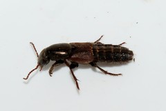 Ocypus sericeicollis