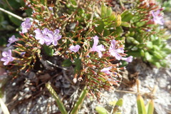 Limonium scabrum