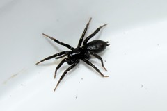 Drassyllus praeficus