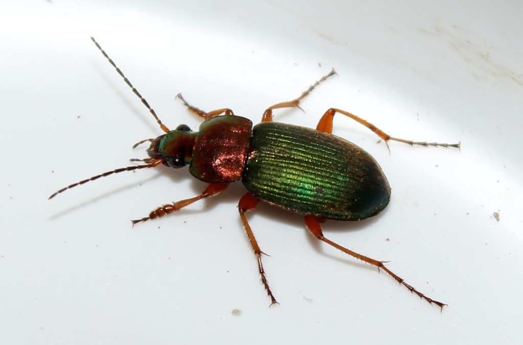 Chlaenius Nigricornis (carabidae France) · Inaturalist