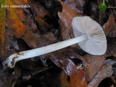 Pluteus cinereofuscus
