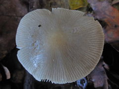 Pluteus cinereofuscus