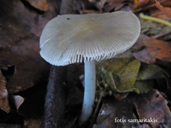 Pluteus cinereofuscus