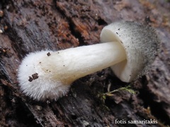 Pluteus salicinus