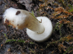 Pluteus salicinus