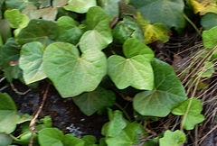Hedera azorica