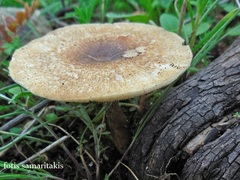 Cerioporus meridionalis