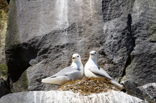 Gaviota tridáctila (Rissa tridactyla)