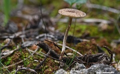 Cerioporus meridionalis