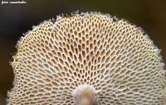 Cerioporus meridionalis