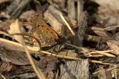 Aloeides thyra thyra