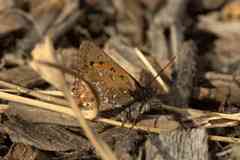 Aloeides thyra thyra