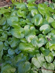 Ficaria verna